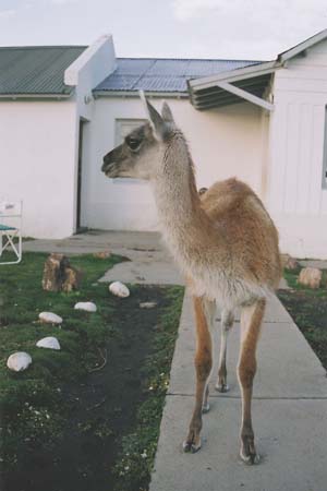 Argentina Guanaco 2005